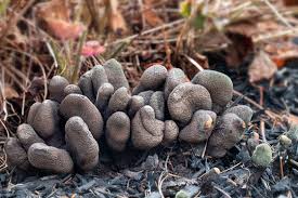 Attēlu rezultāti vaicājumam “Xylaria polymorpha”