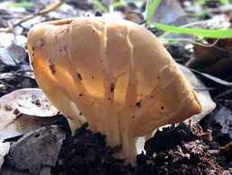 Attēlu rezultāti vaicājumam “Helvella acetabulum”