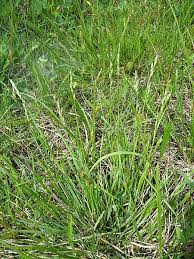 Attēlu rezultāti vaicājumam “Danthonia decumbens”