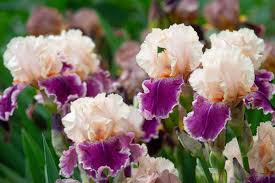 Image result for Iris