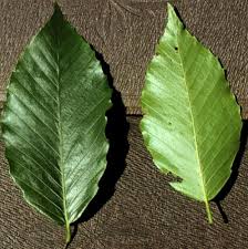 Attēlu rezultāti vaicājumam “Fagus sylvatica leaf”