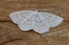 Attēlu rezultāti vaicājumam “Cabera exanthemata”