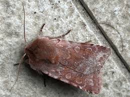 Attēlu rezultāti vaicājumam “Cerastis rubricosa”