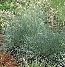 Attēlu rezultāti vaicājumam “Helictotrichon pratense”