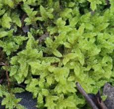 Attēlu rezultāti vaicājumam “Hypnum cupressiforme var. lacunosum sporophyte”