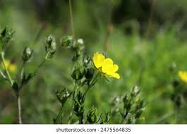 Attēlu rezultāti vaicājumam “Potentilla reptans bud”