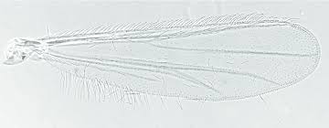 Attēlu rezultāti vaicājumam “Tanytarsus”