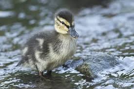 Attēlu rezultāti vaicājumam “Anas platyrhynchos juvenile”