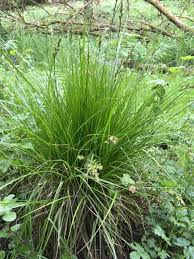 Attēlu rezultāti vaicājumam “Carex elongata”
