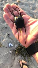 Image result for Leucoraja erinaceus