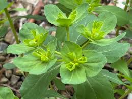 Attēlu rezultāti vaicājumam “Euphorbia helioscopia leaf”