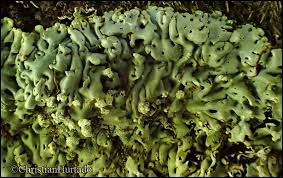 Attēlu rezultāti vaicājumam “Menegazzia terebrata”