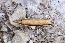 Attēlu rezultāti vaicājumam “Donacaula mucronella”