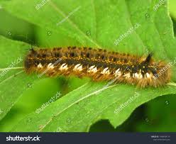 Attēlu rezultāti vaicājumam “Euthrix potatoria”