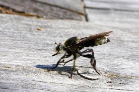 Attēlu rezultāti vaicājumam “Muscidae”