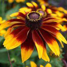 Image result for Rudbeckia