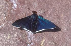 Attēlu rezultāti vaicājumam “Hesperiidae”