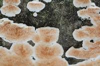 Attēlu rezultāti vaicājumam “Steccherinum ochraceum”