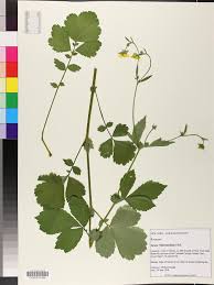 Attēlu rezultāti vaicājumam “Geum x intermedium”