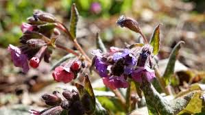 Attēlu rezultāti vaicājumam “Pulmonaria obscura bud”