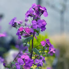 Image result for Lunaria annua