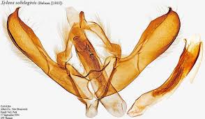 Attēlu rezultāti vaicājumam “Lithomoia solidaginis”