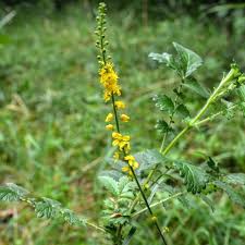 Attēlu rezultāti vaicājumam “Agrimonia eupatoria leaf”