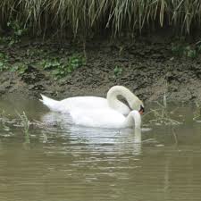 Image result for Sussex Swans