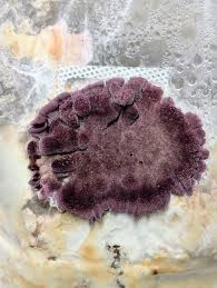 Attēlu rezultāti vaicājumam “Trichaptum biforme”