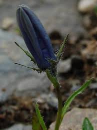 Attēlu rezultāti vaicājumam “Carex lasiocarpa male flower”