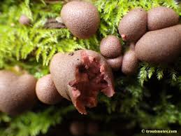 Attēlu rezultāti vaicājumam “Lycogala sp.”