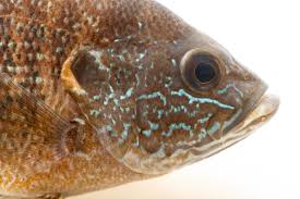 Image result for Lepomis cyanellus