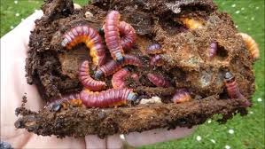 Attēlu rezultāti vaicājumam “Cossus cossus larva”