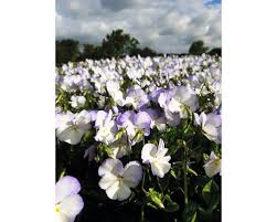 Attēlu rezultāti vaicājumam “Viola x williamsii”