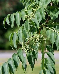 Attēlu rezultāti vaicājumam “Phellodendron amurense flower”