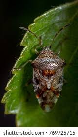 Attēlu rezultāti vaicājumam “Elasmucha grisea”