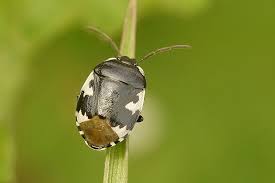 Attēlu rezultāti vaicājumam “Tritomegas bicolor imago”