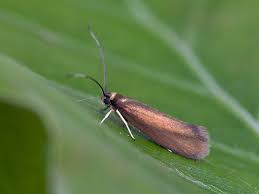 Attēlu rezultāti vaicājumam “Roeslerstammia erxlebella”