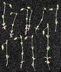 Attēlu rezultāti vaicājumam “Cerastium semidecandrum bud”