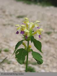 Attēlu rezultāti vaicājumam “Galeopsis speciosa”