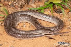 Attēlu rezultāti vaicājumam “Lycogala convexum sessile”