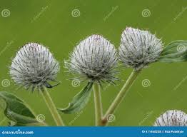 Attēlu rezultāti vaicājumam “Arctium tomentosum fruit”