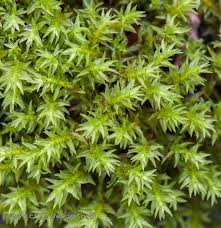 Attēlu rezultāti vaicājumam “Dichodontium pellucidum sporophyte”