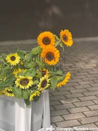 Attēlu rezultāti vaicājumam “Helianthus annuus flower”