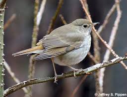 Image result for Catharus guttatus