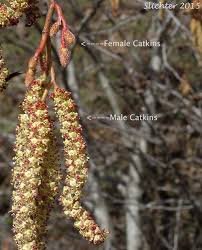 Attēlu rezultāti vaicājumam “Alnus incana female flower”