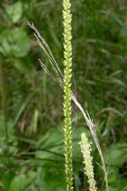 Attēlu rezultāti vaicājumam “Plantago major subsp. intermedia leaf”