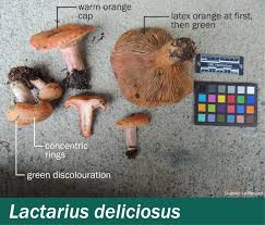 Attēlu rezultāti vaicājumam “Lactarius deliciosus”