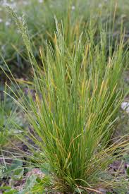 Attēlu rezultāti vaicājumam “Poa angustifolia”