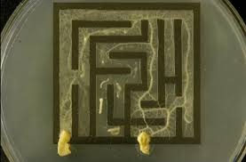 Attēlu rezultāti vaicājumam “Physarum obscurum spores”